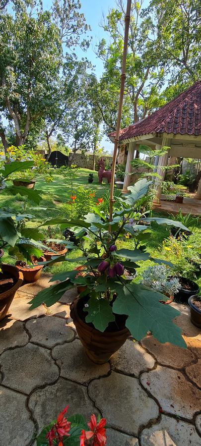 Stone path through the garden