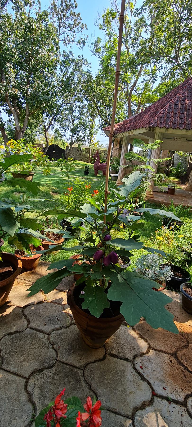 Stone-paved garden with potted plants and the tiled gazebo behind